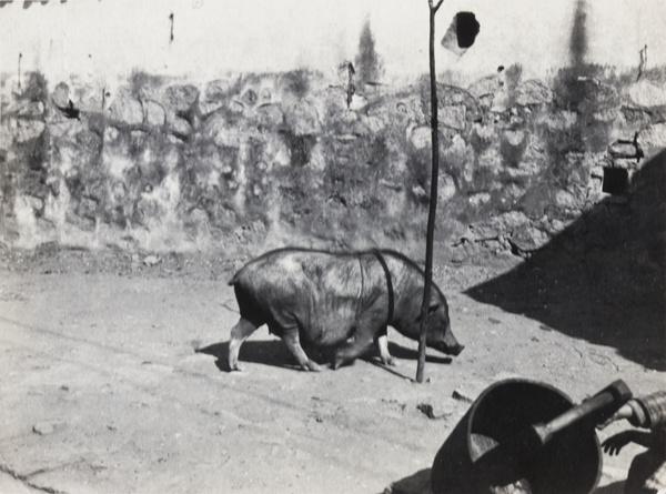 Pig at a farm, Hong Kong