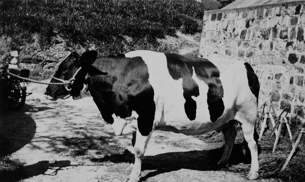 Bull at farm, Hong Kong