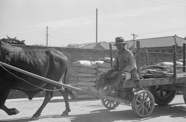 Carter, on a cart drawn by a bullock