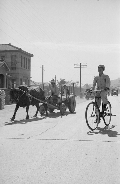 Soldier cycling past an ox cart