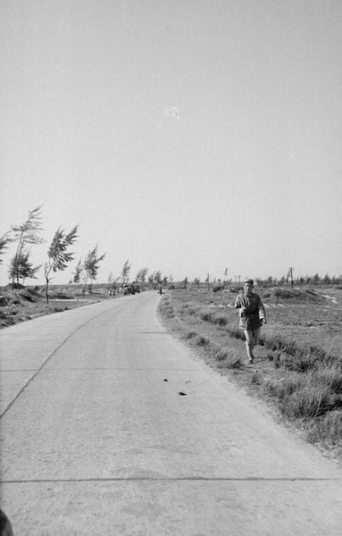 Concrete road lined with young trees