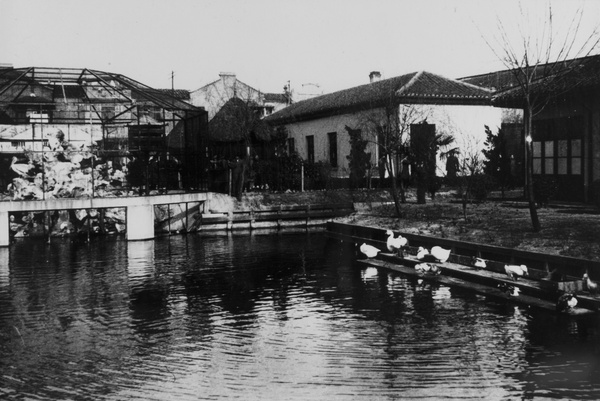 Pond with waterfowl, Shanghai