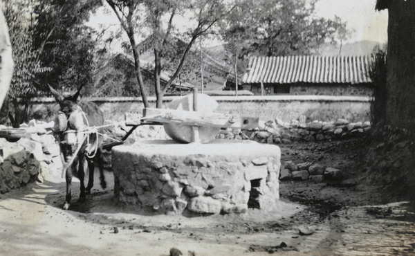 Mill turned by blindfolded donkey