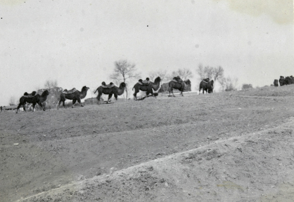 Caravan of Bactrian camels (Camelus bactrianus)