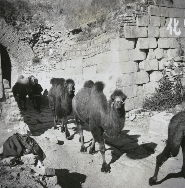 Camel train at the Great Wall of China