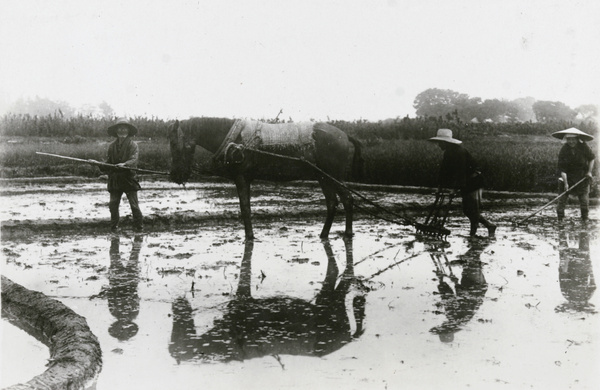 Harrowing a rice paddy field