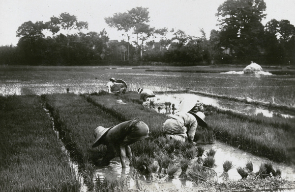 Pulling up rice plants in a nursery bed