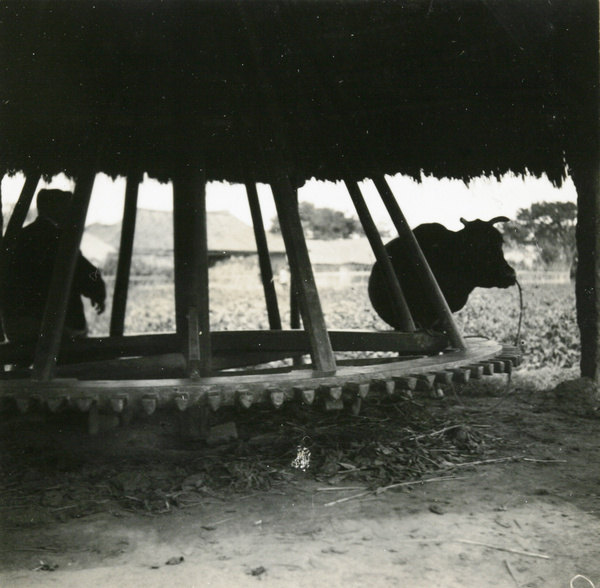 A power wheel, driven by a cow or ox, used to pump water