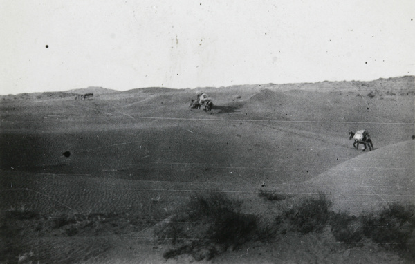 Pack animals crossing a desert