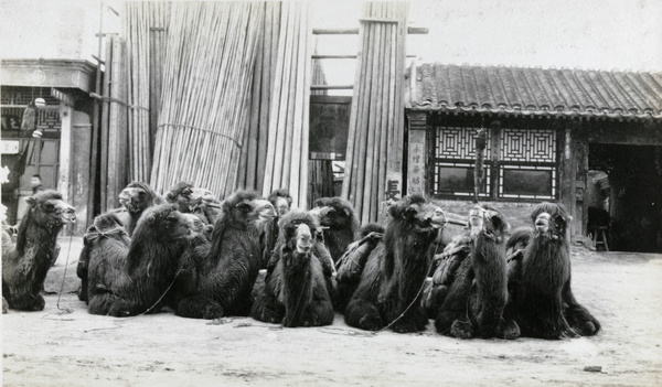 Camels resting