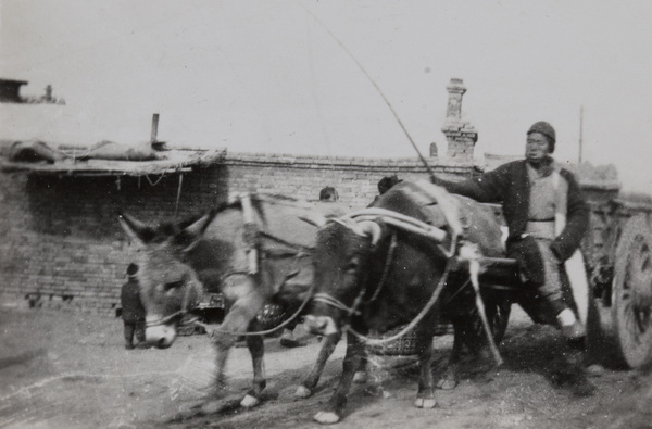 Carter on cart pulled by donkey and ox