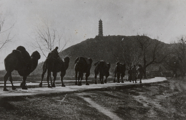 Camel train and Jade Fountain Hill, Beijing