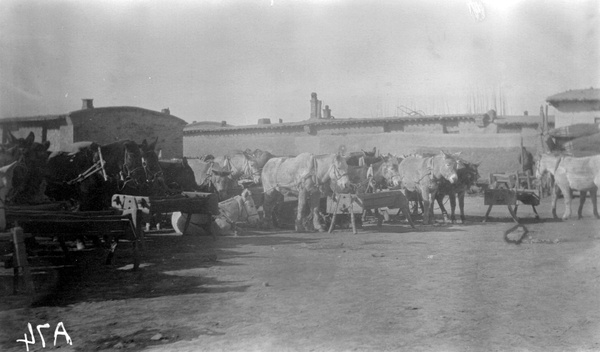 Watering donkeys in Newchwang (牛庄)