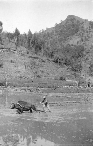 Bullock harrowing a paddy field, Ichang