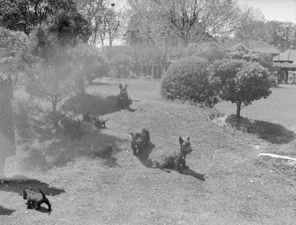Litter of puppies in a garden, Shanghai