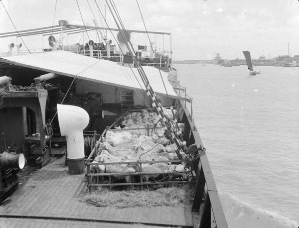 Transporting sheep on the 'Tsinan', Shanghai, 1940