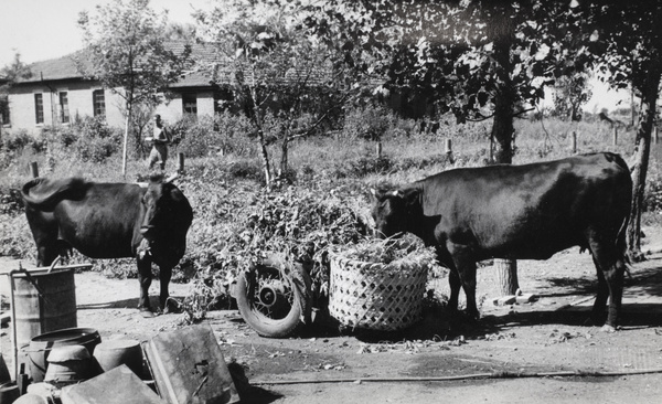 Cows eating at the 'farm', Lunghua Civilian Assembly Centre, Shanghai