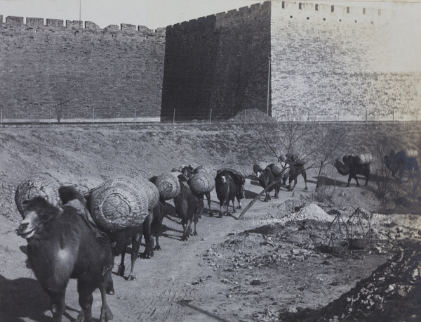 Camel train by city wall, Peking