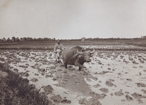 A ploughman in a paddy field, with a water buffalo