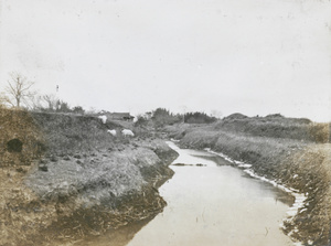 Sheep grazing beside a waterway