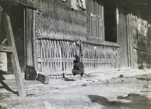 A rooster by a bamboo and straw house