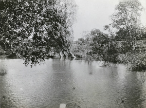 Trees beside a river