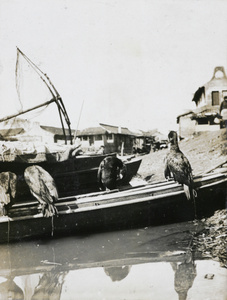 Cormorants on a fishing boat