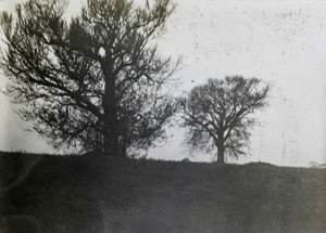 Silhouette of trees