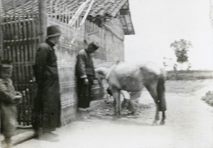 Watering a horse