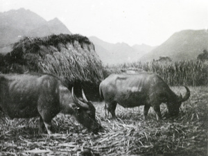 Buffaloes crushing sugar cane