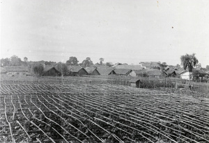 Melon fields, Siangtan