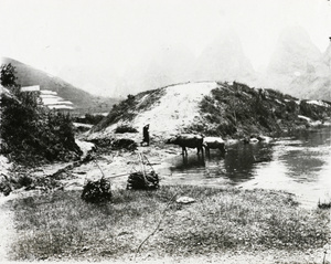 Water buffalo on a winter's day, Kwangsi