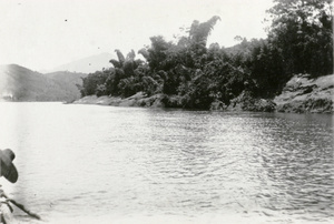 Luxuriant bankside vegetation, Cassia River