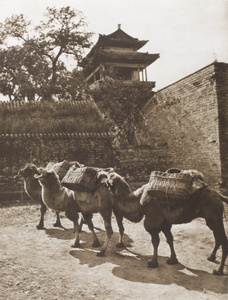 Three camels with panniers, Peking