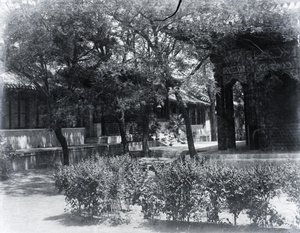 Garden in British Legation, Peking