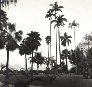 Palms in the Public Garden, Hong Kong