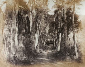 Avenue at Tiantong Temple (天童寺), Ningbo