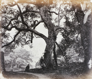 A large tree beside a path