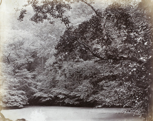 A large still pond with woodland