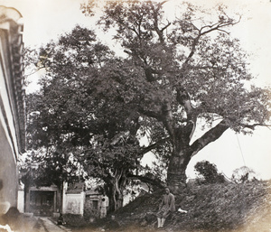 Two old trees by a building