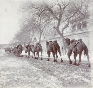 Camel train passing the British Legation, Peking, 1900