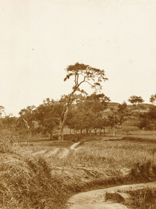Fields in Foochow, 1903