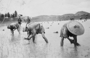 Transplanting rice, Chaotung