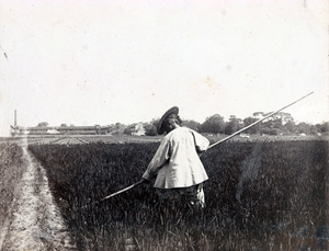 Hoeing in a rice field, near Shanghai