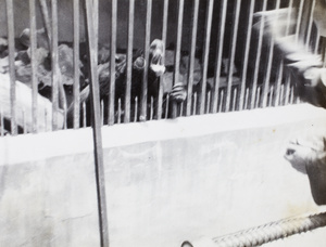 Throwing food to a bear at Jessfield Park zoo, Shanghai