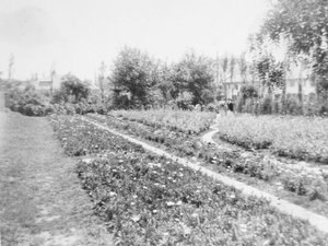 Flower beds at Jessfield Park, Shanghai