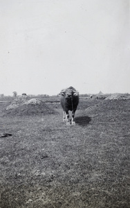 A tethered water buffalo and grave mounds, near Shanghai