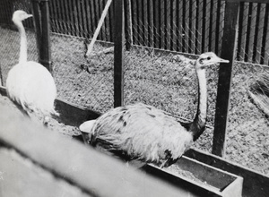 Emus in a cage, Hagenbeck's Circus, Shanghai