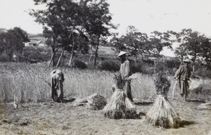 Agricultural workers harvesting