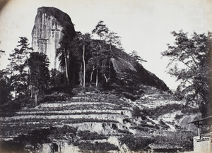 Tea fields below Drum Peak, Wuyi Mountains, near Xingcun, Fujian